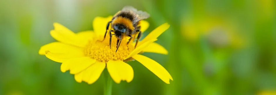 Biene auf gelber Blume
